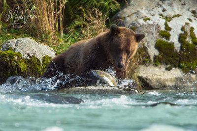 Alaska: Eagles & Grizzly Bears