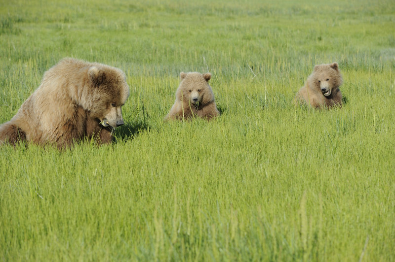 Brown Bear, Sow & 2 Cubs-070118-Lake Clark National Park, AK-#1605.JPG