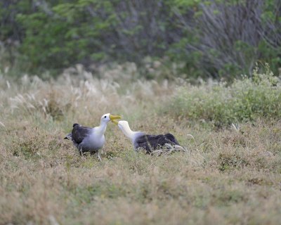 Albatross, Waved, 2-052517- Gardner Bay, Espanola Island-#0001.jpg