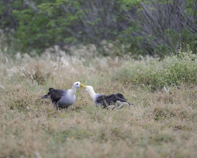 Albatross, Waved, 2-052517- Gardner Bay, Espanola Island-#0003.jpg