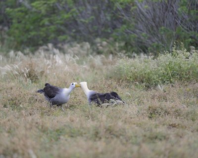 Albatross, Waved, 2-052517- Gardner Bay, Espanola Island-#0004.jpg
