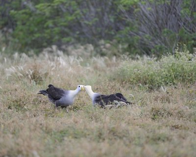 Albatross, Waved, 2-052517- Gardner Bay, Espanola Island-#0006.jpg