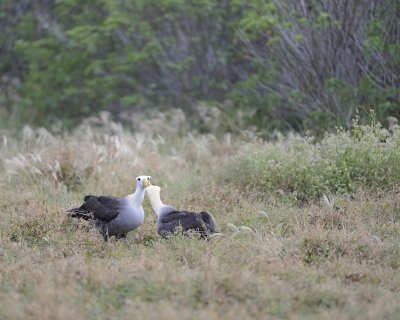 Albatross, Waved, 2-052517- Gardner Bay, Espanola Island-#0007.jpg