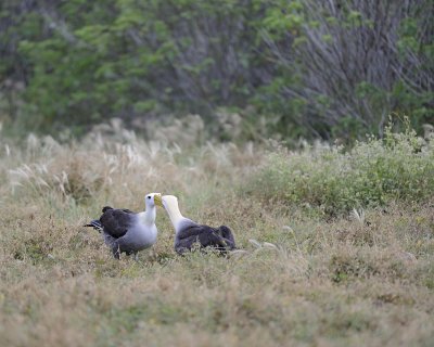 Albatross, Waved, 2-052517- Gardner Bay, Espanola Island-#0008.jpg
