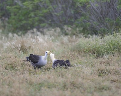 Albatross, Waved, 2-052517- Gardner Bay, Espanola Island-#0010.jpg