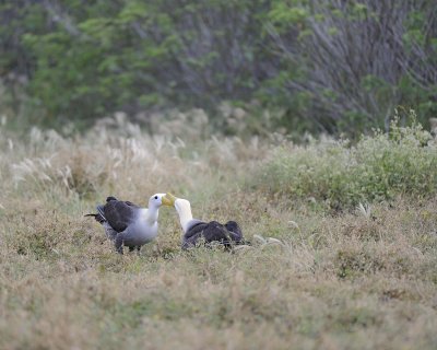 Albatross, Waved, 2-052517- Gardner Bay, Espanola Island-#0011.jpg