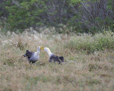 Albatross, Waved, 2-052517- Gardner Bay, Espanola Island-#0019.jpg