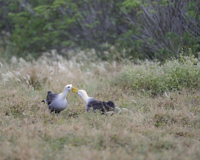 Albatross, Waved, 2-052517- Gardner Bay, Espanola Island-#0020.jpg
