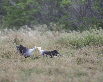Albatross, Waved, 2-052517- Gardner Bay, Espanola Island-#0023.jpg