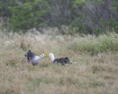 Albatross, Waved, 2-052517- Gardner Bay, Espanola Island-#0025.jpg
