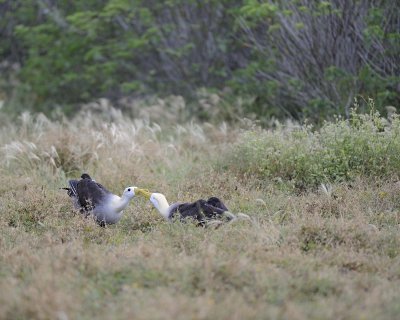 Albatross, Waved, 2-052517- Gardner Bay, Espanola Island-#0027.jpg