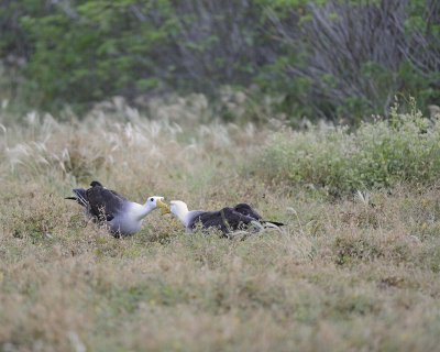 Albatross, Waved, 2-052517- Gardner Bay, Espanola Island-#0028.jpg