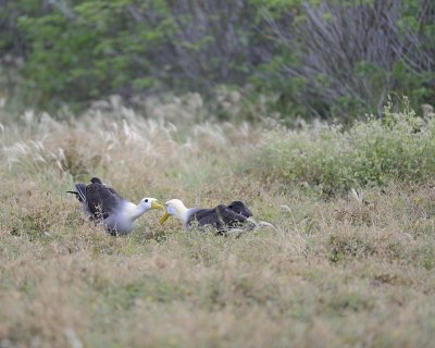 Albatross, Waved, 2-052517- Gardner Bay, Espanola Island-#0029.jpg