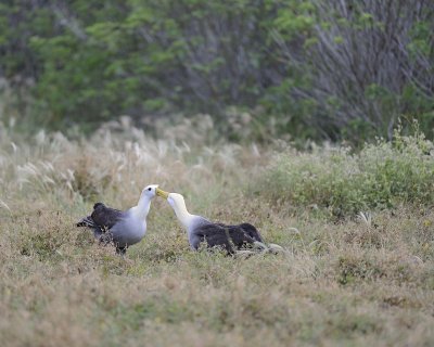 Albatross, Waved, 2-052517- Gardner Bay, Espanola Island-#0032.jpg