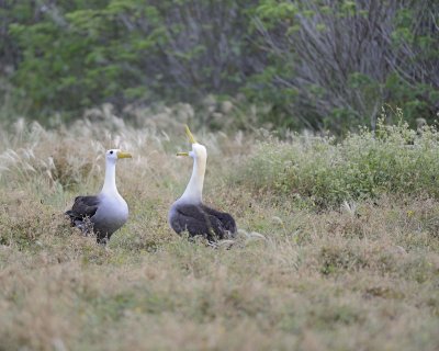 Albatross, Waved, 2-052517- Gardner Bay, Espanola Island-#0043.jpg