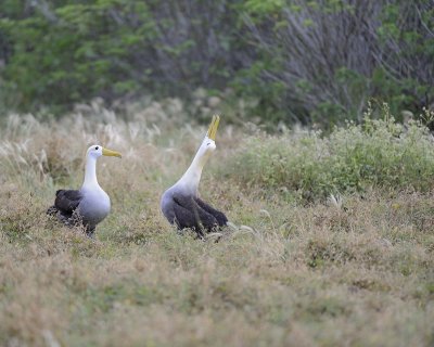 Albatross, Waved, 2-052517- Gardner Bay, Espanola Island-#0044.jpg
