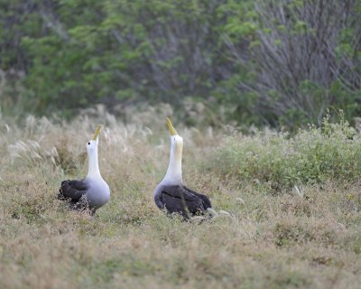 Albatross, Waved, 2-052517- Gardner Bay, Espanola Island-#0050.jpg