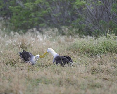 Albatross, Waved, 2-052517- Gardner Bay, Espanola Island-#0056.jpg