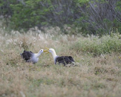 Albatross, Waved, 2-052517- Gardner Bay, Espanola Island-#0057.jpg