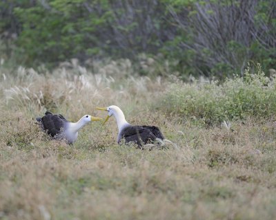 Albatross, Waved, 2-052517- Gardner Bay, Espanola Island-#0059.jpg