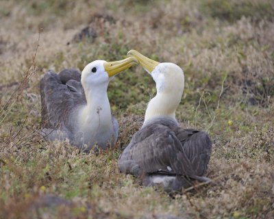 Albatross, Waved, 2-052517- Gardner Bay, Espanola Island-#0118.jpg