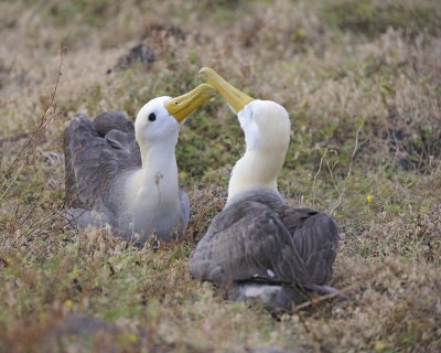 Albatross, Waved, 2-052517- Gardner Bay, Espanola Island-#0119.jpg