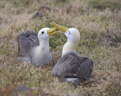 Albatross, Waved, 2-052517- Gardner Bay, Espanola Island-#0120.jpg