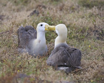 Albatross, Waved, 2-052517- Gardner Bay, Espanola Island-#0122.jpg