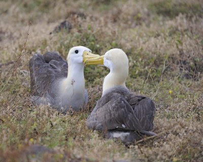 Albatross, Waved, 2-052517- Gardner Bay, Espanola Island-#0123.jpg