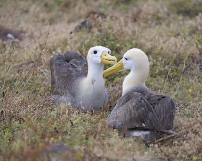 Albatross, Waved, 2-052517- Gardner Bay, Espanola Island-#0124.jpg