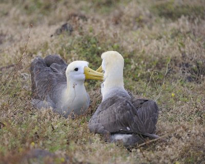 Albatross, Waved, 2-052517- Gardner Bay, Espanola Island-#0132.jpg