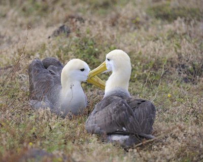 Albatross, Waved, 2-052517- Gardner Bay, Espanola Island-#0138.jpg