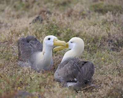 Albatross, Waved, 2-052517- Gardner Bay, Espanola Island-#0146.jpg