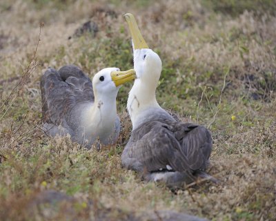 Albatross, Waved, 2-052517- Gardner Bay, Espanola Island-#0150.jpg