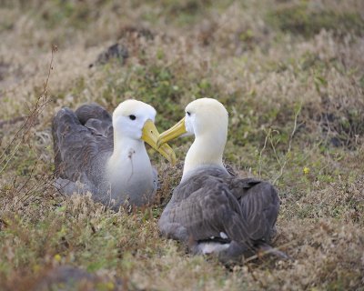 Albatross, Waved, 2-052517- Gardner Bay, Espanola Island-#0157.jpg