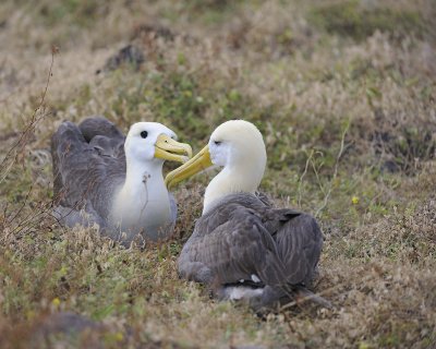 Albatross, Waved, 2-052517- Gardner Bay, Espanola Island-#0162.jpg