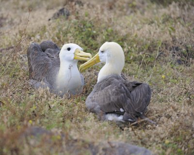 Albatross, Waved, 2-052517- Gardner Bay, Espanola Island-#0167.jpg