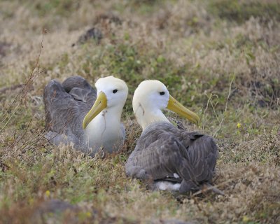 Albatross, Waved, 2-052517- Gardner Bay, Espanola Island-#0173.jpg