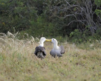 Albatross, Waved, 2-052517- Gardner Bay, Espanola Island-#0238.jpg