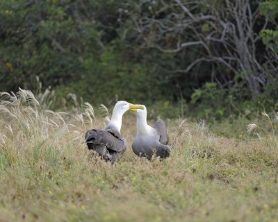 Albatross, Waved, 2-052517- Gardner Bay, Espanola Island-#0240.jpg