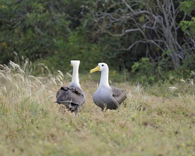 Albatross, Waved, 2-052517- Gardner Bay, Espanola Island-#0243.jpg