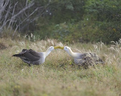 Albatross, Waved, 2-052517- Gardner Bay, Espanola Island-#0245.jpg