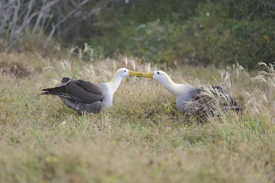 Albatross, Waved, 2-052517- Gardner Bay, Espanola Island-#0247.jpg