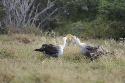 Albatross, Waved, 2-052517- Gardner Bay, Espanola Island-#0250.jpg