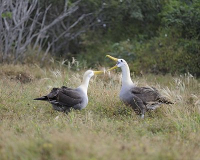 Albatross, Waved, 2-052517- Gardner Bay, Espanola Island-#0253.jpg