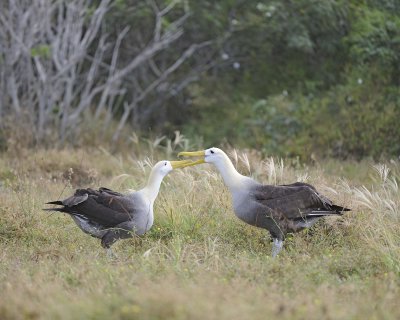 Albatross, Waved, 2-052517- Gardner Bay, Espanola Island-#0255.jpg