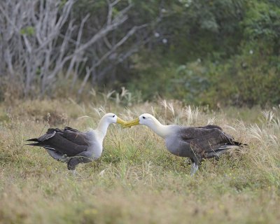 Albatross, Waved, 2-052517- Gardner Bay, Espanola Island-#0256.jpg