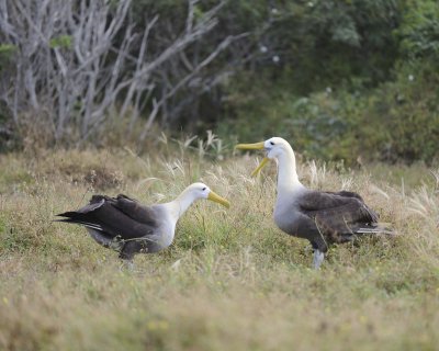 Albatross, Waved, 2-052517- Gardner Bay, Espanola Island-#0257.jpg