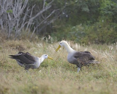 Albatross, Waved, 2-052517- Gardner Bay, Espanola Island-#0258.jpg