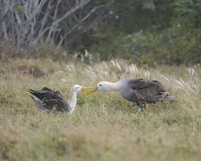 Albatross, Waved, 2-052517- Gardner Bay, Espanola Island-#0259.jpg